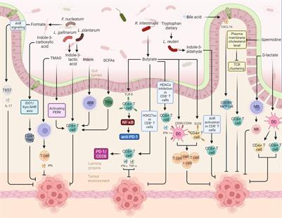 Metabolic mediators: microbial-derived metabolites as key regulators of anti-tumor immunity, immunotherapy, and chemotherapy